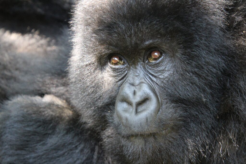 Gorilla trekking; Virunga National park